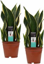 Duo Sansevieria Night Shade ↨ 55cm - 2 stuks - hoge kwaliteit planten