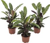 Calathea Rufibarba ↨ 32cm - 3 stuks - hoge kwaliteit planten