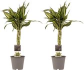 Duo 2 x Dracaena Sandriana victory ↨ 45cm - 2 stuks - hoge kwaliteit planten