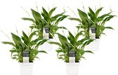 Decorum Spathiphyllum Bellini (4 stuks) ↨ 40cm - 4 stuks - planten - binnenplanten - buitenplanten - tuinplanten - potplanten - hangplanten - plantenbak - bomen - plantenspuit
