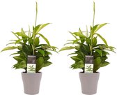 Duo 2 x Dracaena Surculosa met Anna taupe ↨ 45cm - 2 stuks - hoge kwaliteit planten