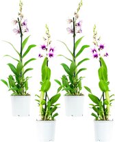 Dendr Sa-nook Polar Fire 1T 55+ cm (4stuks) ↨ 55cm - 4 stuks - hoge kwaliteit planten