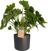 Philodendron Shangri La - Elho b.for antracite ↨ 35cm - hoge kwaliteit planten