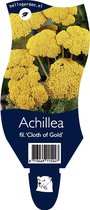 Duizendblad (Achillea fil.) 'Cloth of Gold' | 1 stuk | Bijen- en vlinderplant | Bijentuin | 11x11 cm Kwekerspot | Geurend | Geel