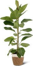 We Love Plants - Ficus Altissima + Mand Miranda - 85 cm hoog - Luchtzuiverende plant