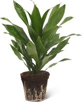 We Love Plants - Dracaena Fragrans Green Jewel - 40 cm hoog - Drakenbloedboom