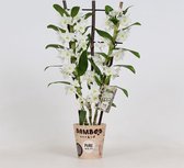 Orchidee van Botanicly – Bamboe Orchidee – Hoogte: 50 cm, 1 tak – Dendrobium nobile Star Class