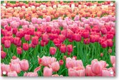 Tulpenveld in Nederland - Tuinposter 90x60 - Wanddecoratie - Landschap - Natuur - Bloemen