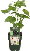 Fruitgewas van Botanicly – Zwarte Bes – Hoogte: 55 cm – Ribes nigrum Ben Nevis