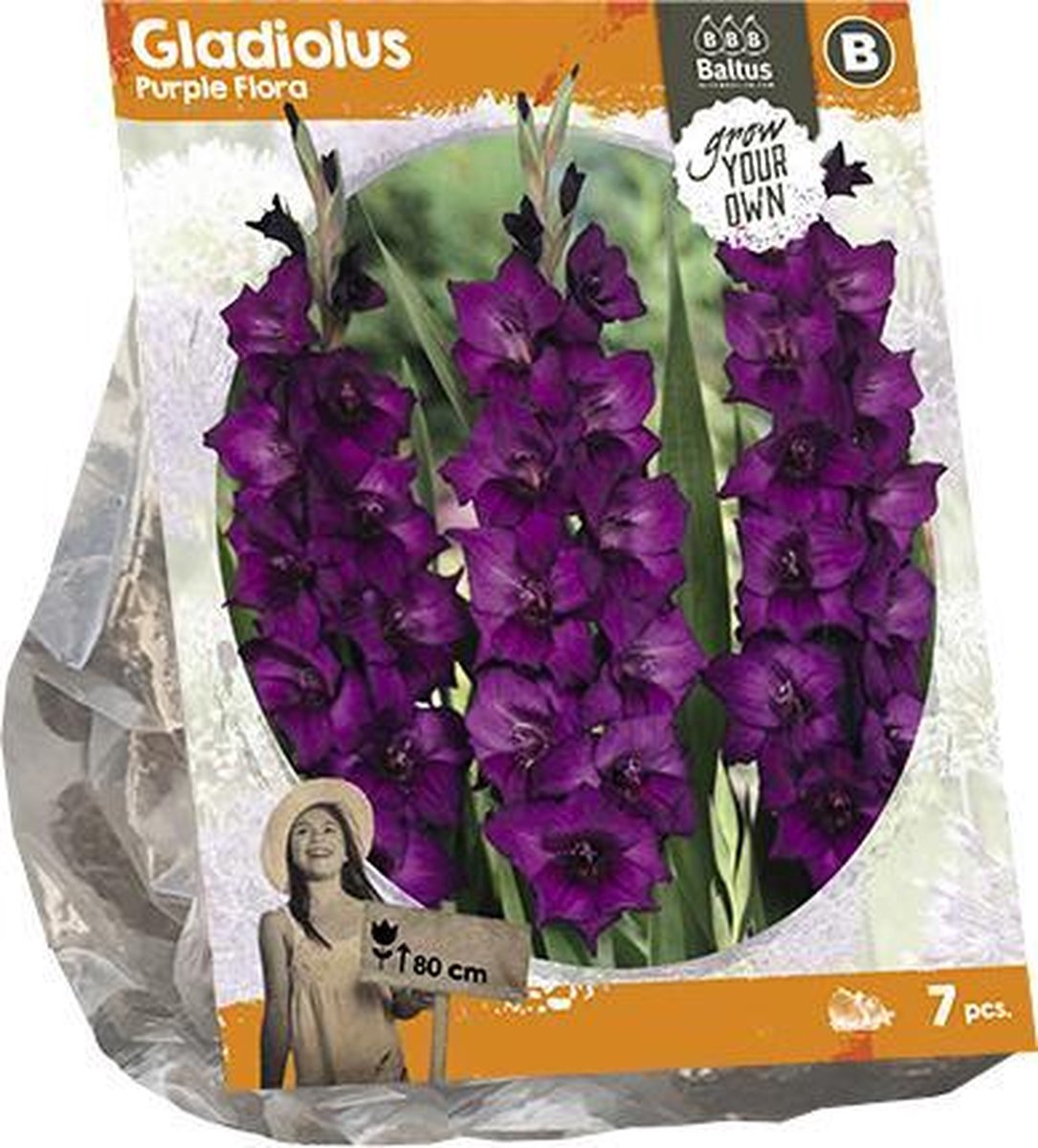 Gladiolus Purple Flora (SP) per 7 | zomerbloeier | paars