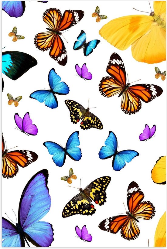 Poster – Verschillende Soorten en Kleuren Vlinders - 80x120cm Foto op Posterpapier