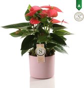 Anthurium Pink in Bari Keramiek Pink – ↨ 40cm – ⌀ 12cm