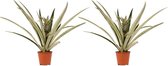 Decorum Duo 2 x Ananas Champaca – ↨ 55cm – ⌀ 14cm