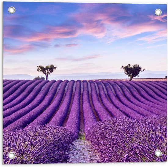 Tuinposter – Lavendelvelden met Twee Bomen - 50x50cm Foto op Tuinposter  (wanddecoratie voor buiten en binnen)