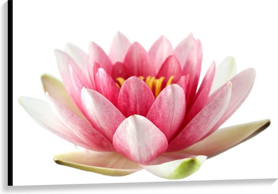 Canvas - Roze met Witte Lotus Bloem - Foto op Canvas Schilderij (Wanddecoratie op Canvas)