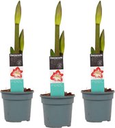 Bloemen van Botanicly – 3 × Amaryllis – Hoogte: 25 cm – Hippeastrum Exotic Striped