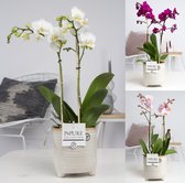 Orchideeën van Botanicly – 3 × Vlinder orchidee in grijsbeige sierpot als set – Hoogte: 45 cm, 1 tak – Phalaenopsis multiflora