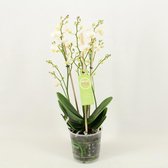 Orchidee van Botanicly – Vlinder orchidee – Hoogte: 45 cm, 1 tak – Phalaenopsis multiflora Popcorn