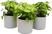 Kamerplanten van Botanicly – 3 × Syngonium Pixi in witte keramiek pot als set – Hoogte: 25 cm
