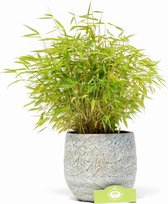 Fargesia murieliae Asian Art, 2 liter pot, bamboe, bamboo, Paraplu-bamboe, niet woekerend, winterhard, pot gekweekt voor tuin terras of balkon.