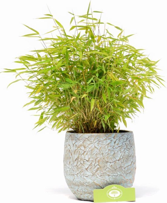 Voorlopige aankleden Armoedig Fargesia murieliae Asian Art, 2 liter pot, bamboe, bamboo, Paraplu-bamboe,  niet... | bol.com