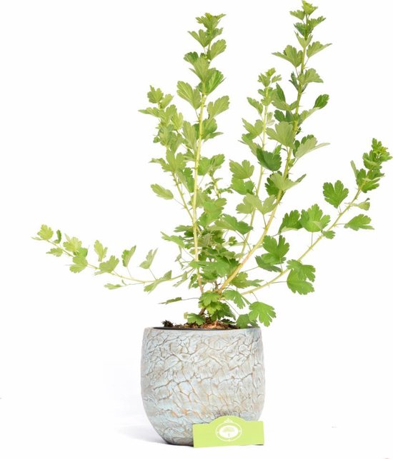 Ribes uva-crispa ‘Hinnonmaki Rod’ rode kruisbes, 2 liter pot