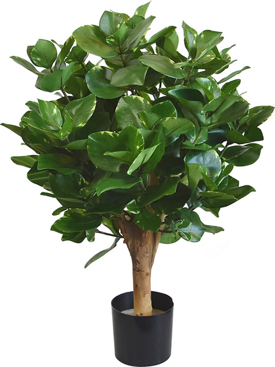 maxifleur Kunstplanten Clusia bol kunstplant 55cm Groen