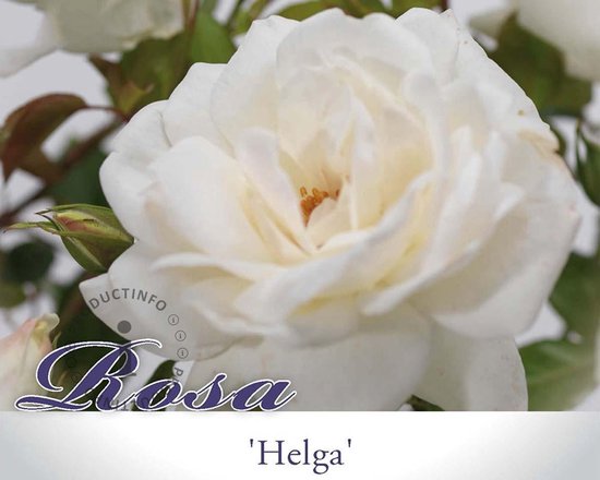 Rosa 'Helga' - 060 cm stam | bol
