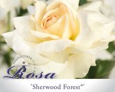 Rosa 'Sherwood Forest'