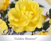 Rosa 'Golden Showers'