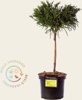 Cryptomeria japonica 'Globosa Nana' - 40 cm stam