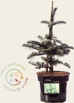 Abies procera 'Glauca'