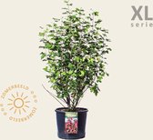 Ribes sanguineum 'King Edward VII' - XL