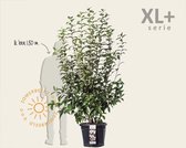 Viburnum bodnantense 'Charles Lamont' - XL+