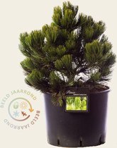 Pinus heldreichii 'Compact Gem' 035/45