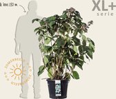 Hydrangea aspera 'Macrophylla' - XL+