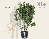Magnolia 'Susan' - XL+