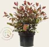 Photinia fraseri 'Little Red Robin' 30/40
