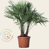 Trachycarpus fortunei - 3-stam