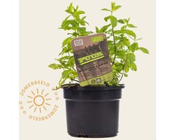Mentha spicata 'Maroccan' Puur