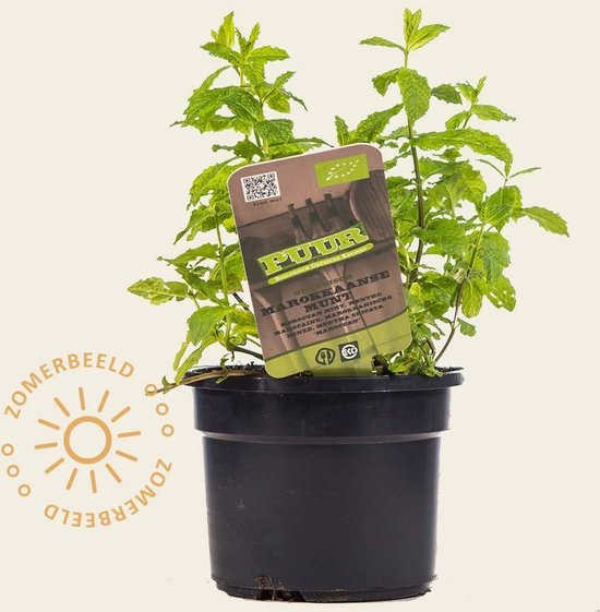 Mentha spicata 'Maroccan' Puur