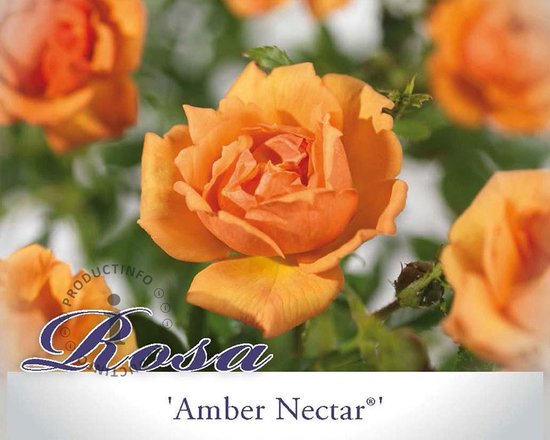 Rosa 'Amber Nectar' | bol.com