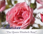 Rosa 'The Queen Elizabeth Rose'