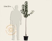 Pyrus communis 'Doyenne du Comice' - halfstam