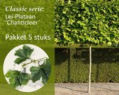 Lei-Plataan - Classic - pakket 5 stuks + EXTRA'S!