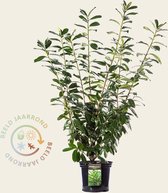 Prunus lauroceracus 'Novita' 100/125 - in pot
