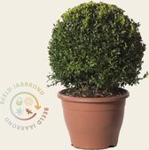 Buxus bol 35 cm