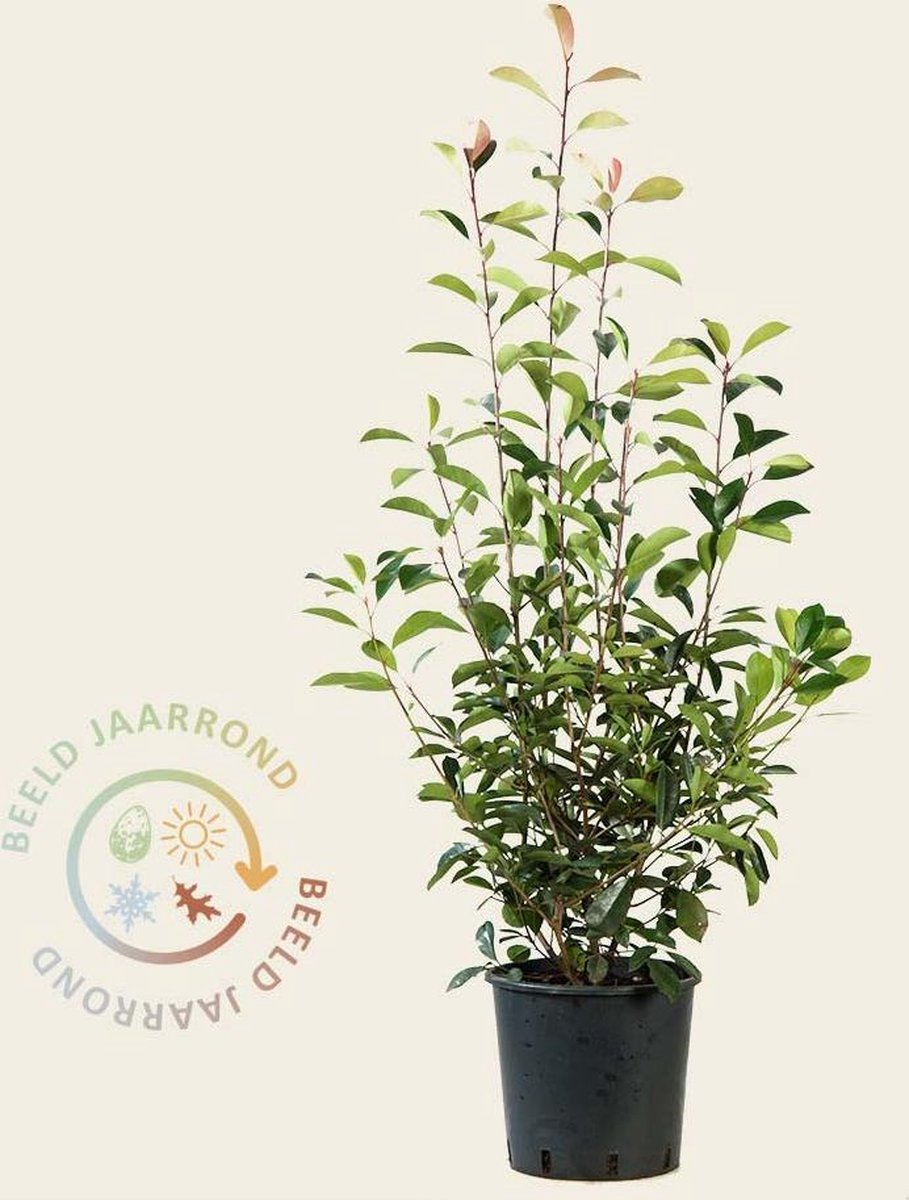 Photinia fraseri 'Red Robin' 125/150 | bol
