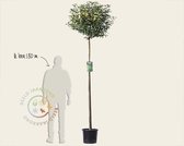Prunus lusitanica 'Angustifolia' - 180 cm stam