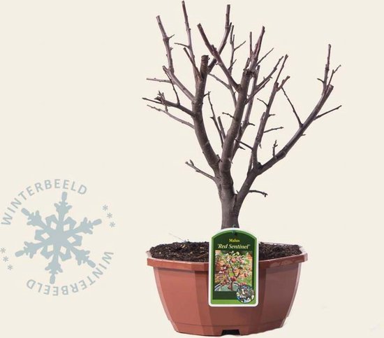tuinplantenwinkel.nl Malus 'Red Sentinel' Bonsai - Sierappel met rode  appeltjes | bol